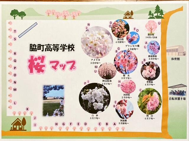 桜マップ